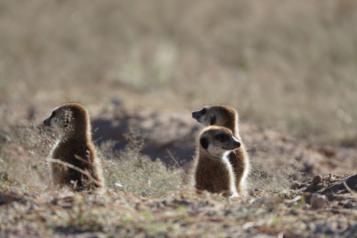 Kalahari Erdmännchen