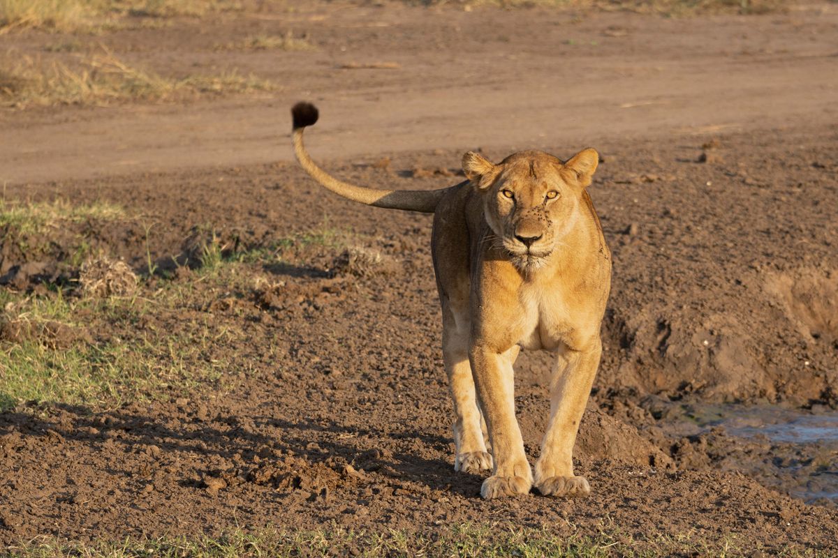 Ishasha lion
