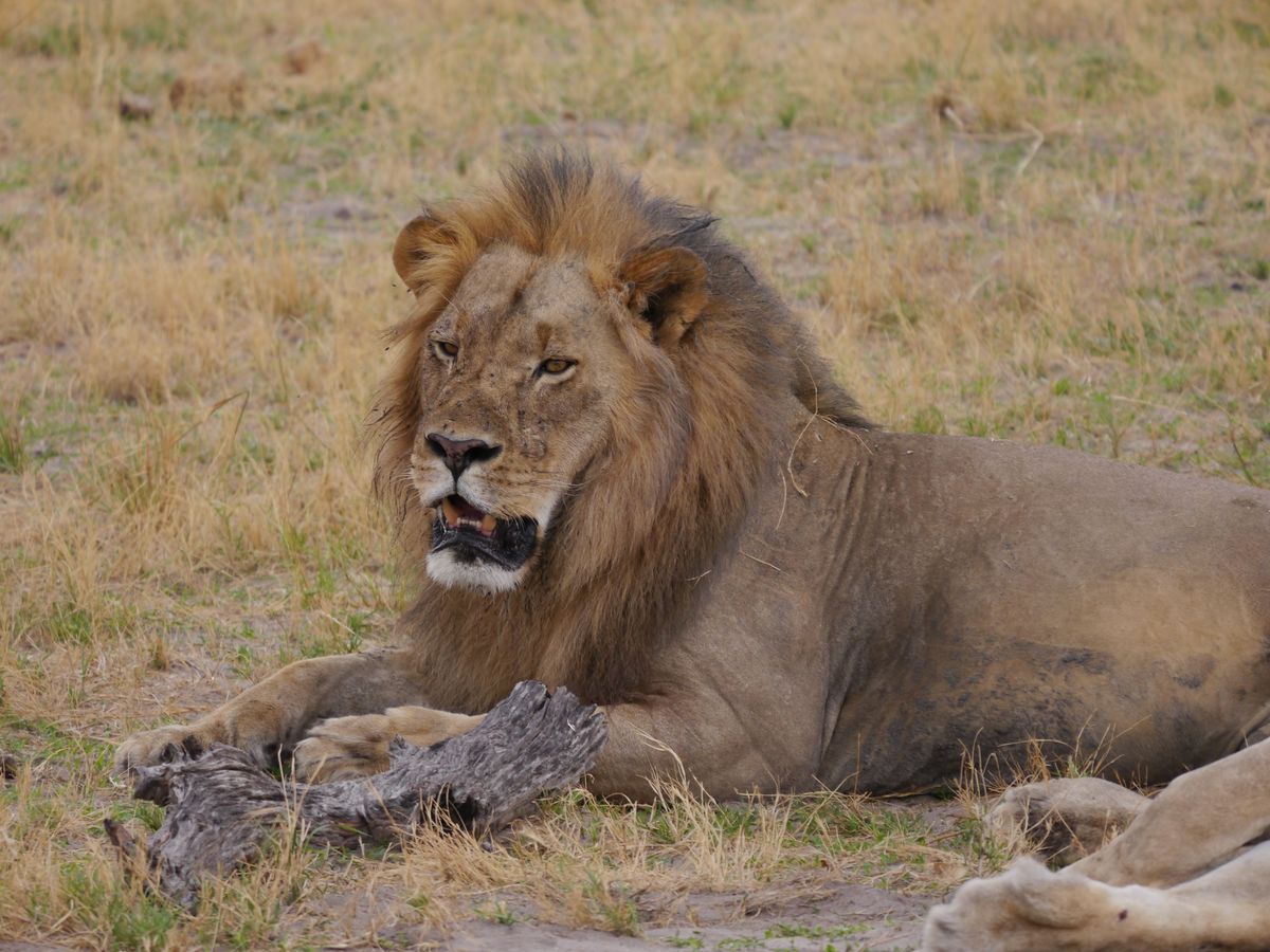 Löwenporträt in der afrikanischen Savanne