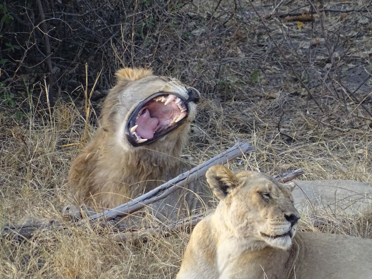 Savuti lions