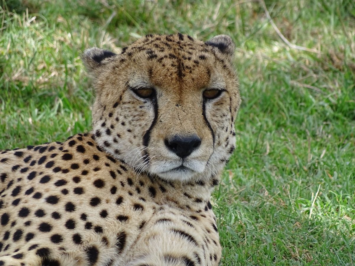 Masai Mara cheetah