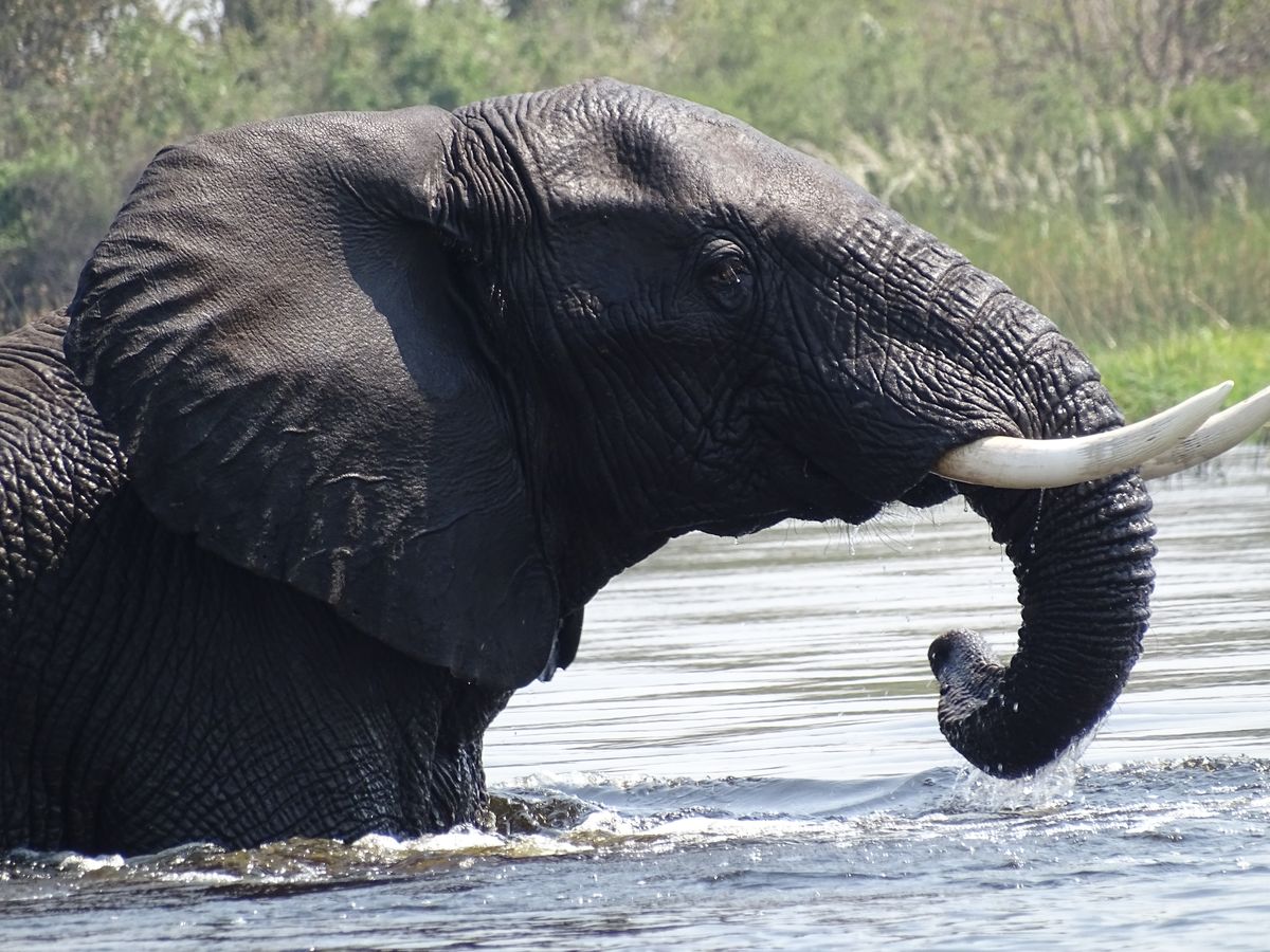 Okavango Delta Elefant