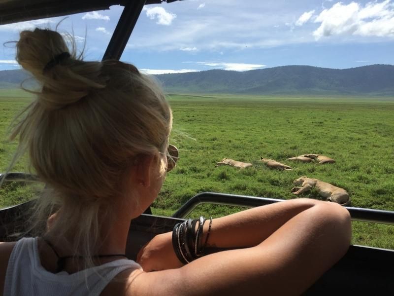 Löwen beobachten aus dem Safarifahrzeug