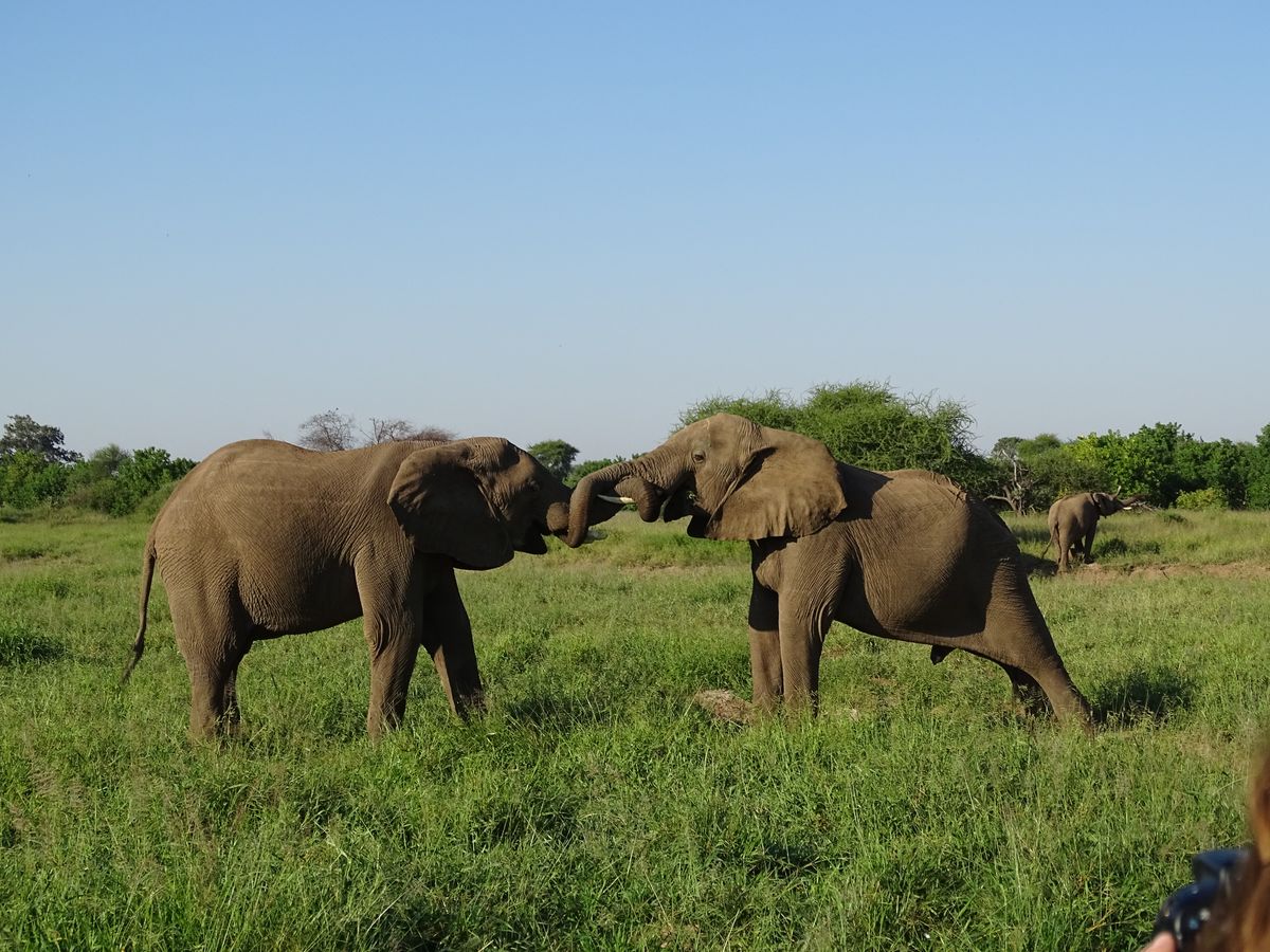 Tuli playing elephants