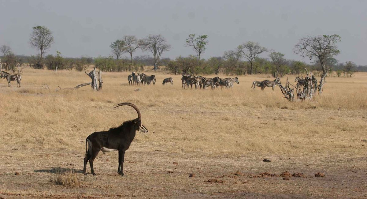 Hwange sable & zebras