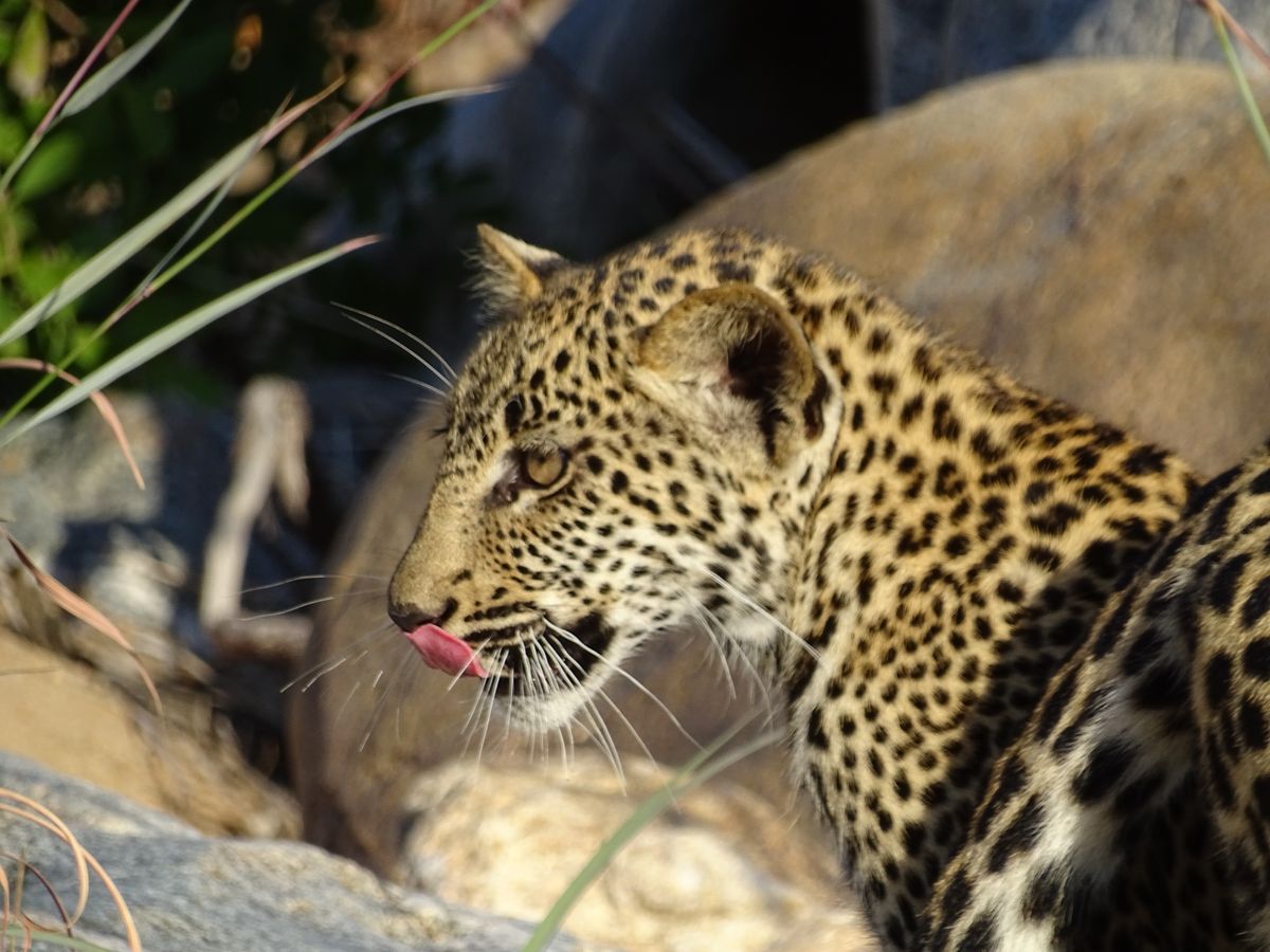 Greater Kruger - Leopard