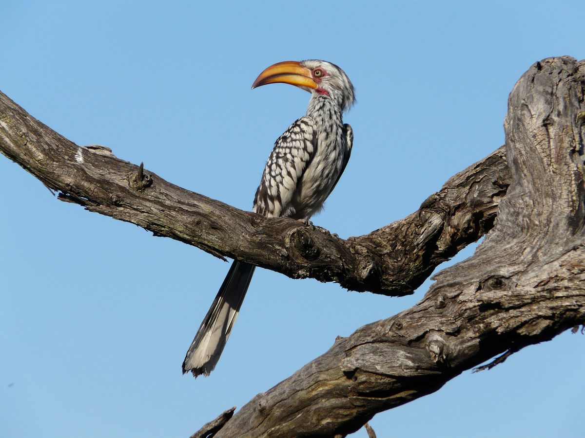 Hwange hornbill