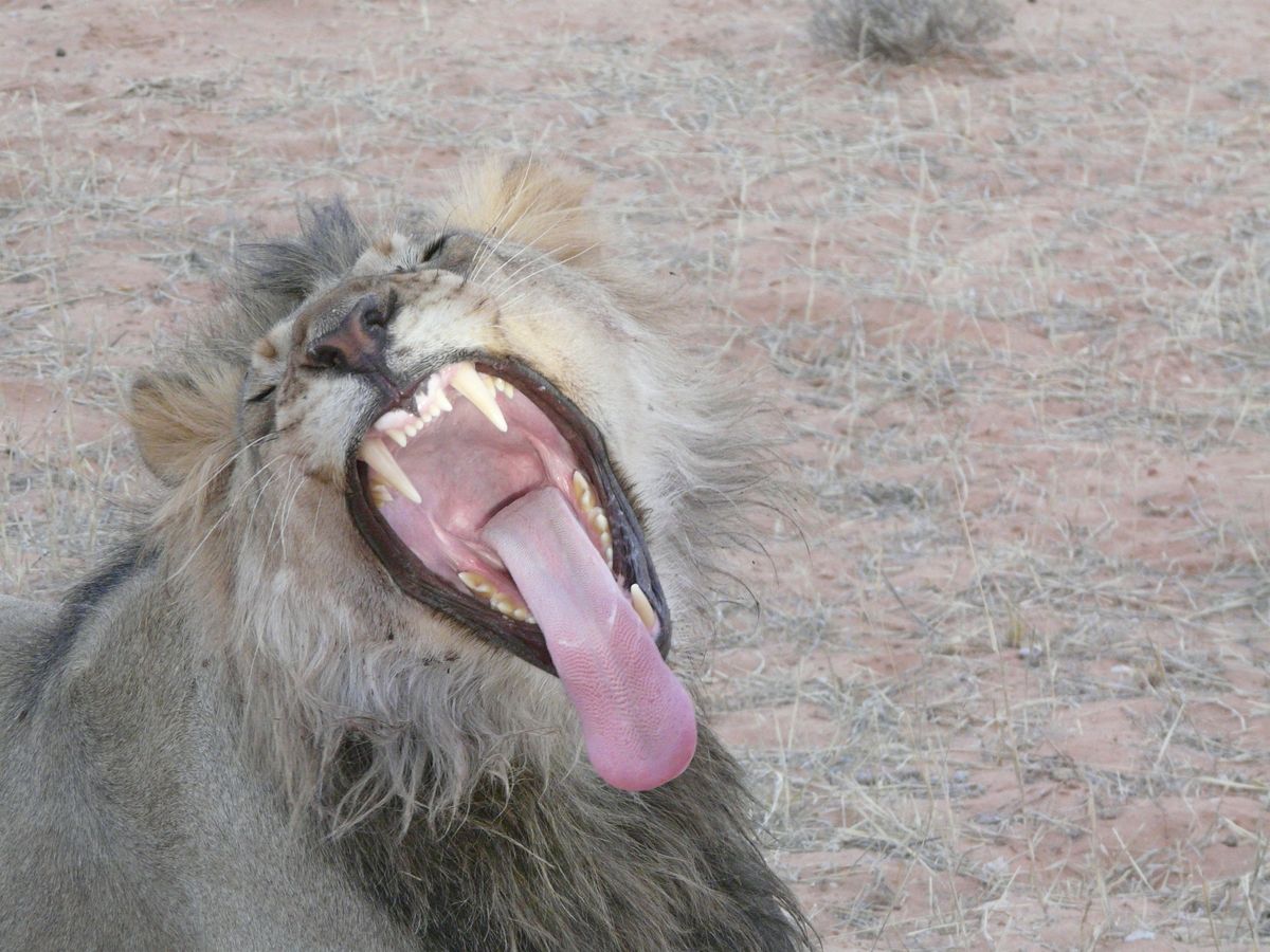 Kgalagadi Transfrontier Park