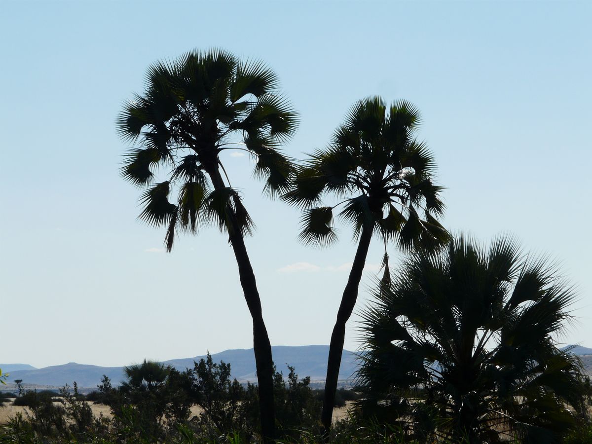 Damaraland palmwag