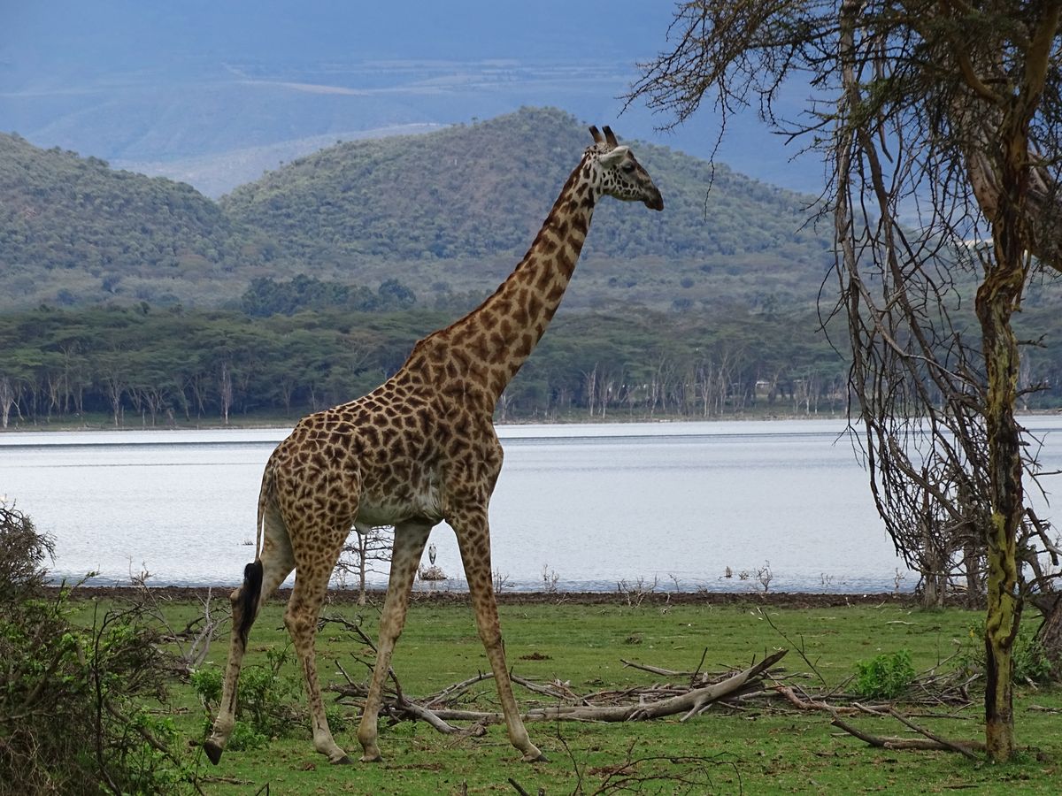 Lake Naivasha giraffe