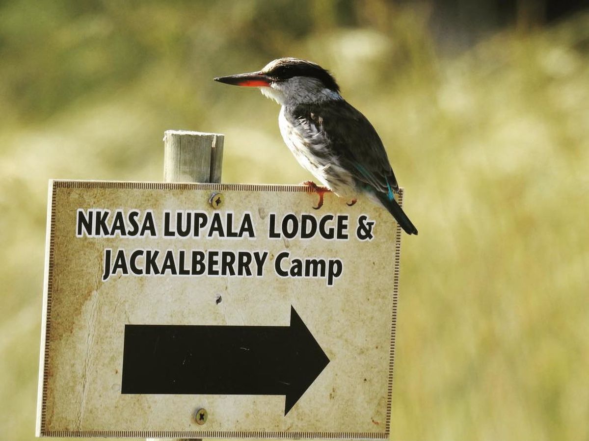 Nkasa kingfisher