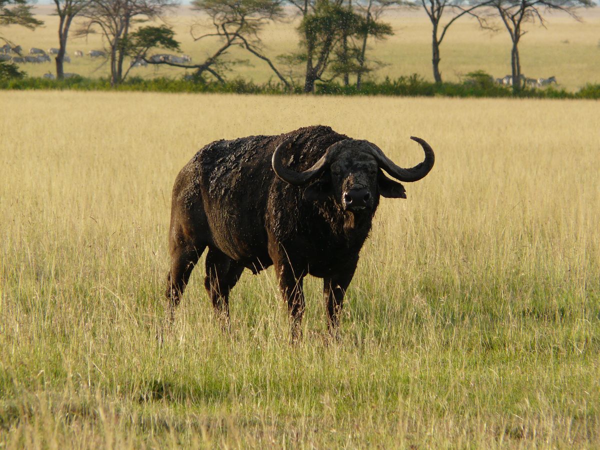 Grumeti old buffalo