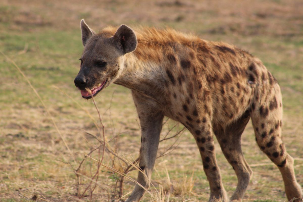 Safari-Experten fahren nach Sambia
