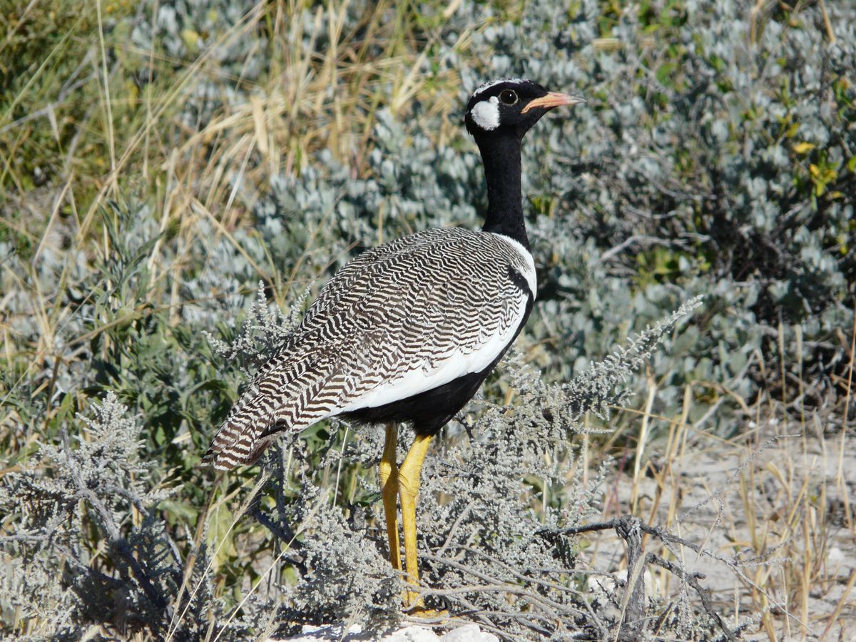 Etosha black korhaan