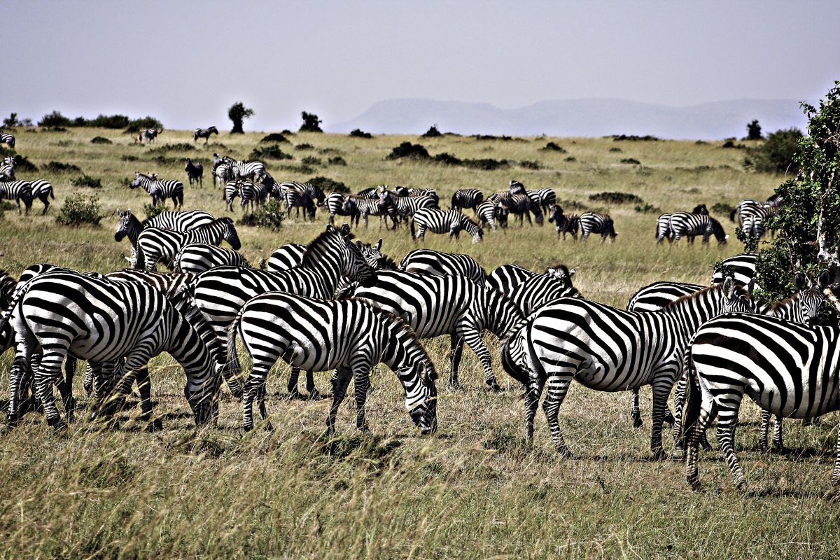 Masai Mara zebras
