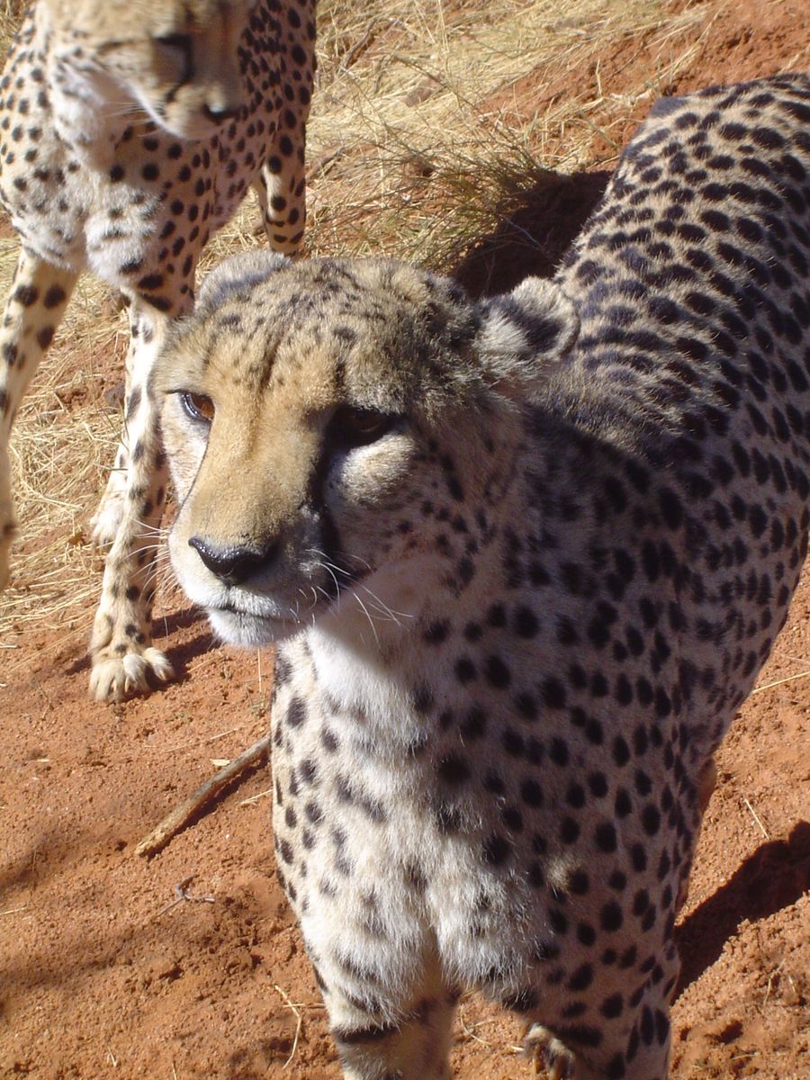 Okonjima Cheetah
