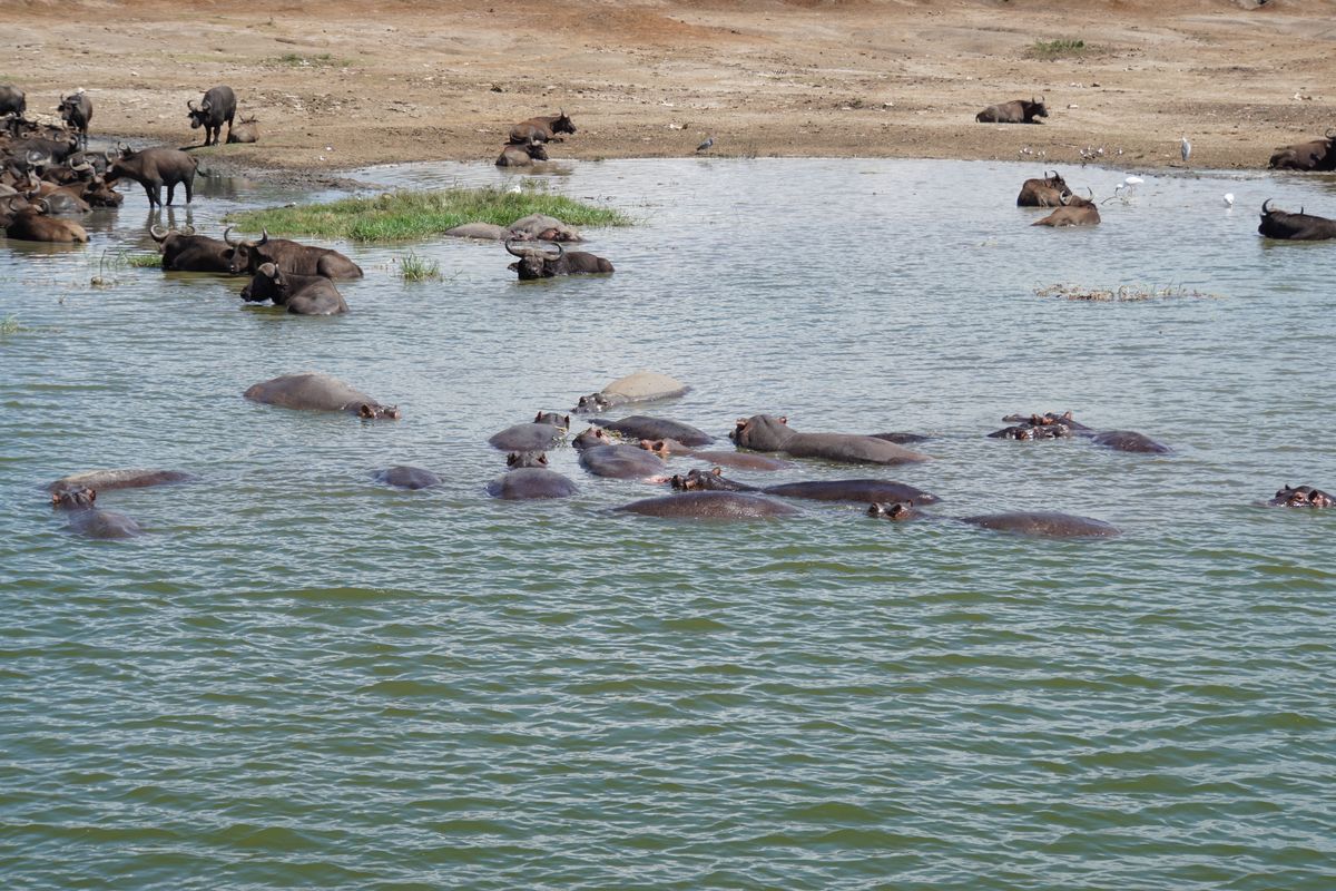 Queen E kazinga hippos buffalos