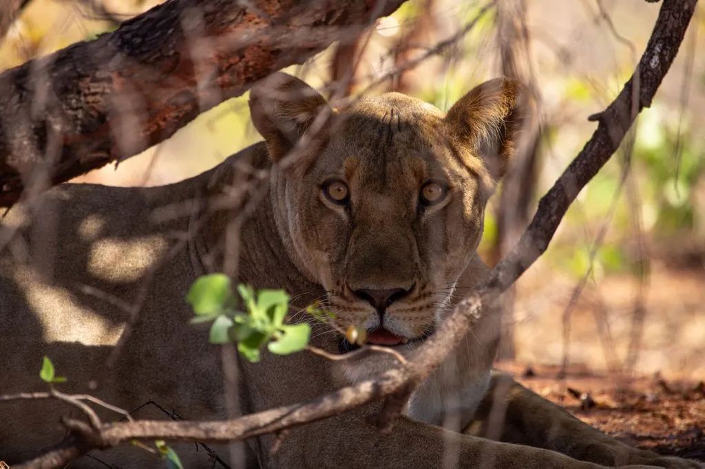 Matusadona lion