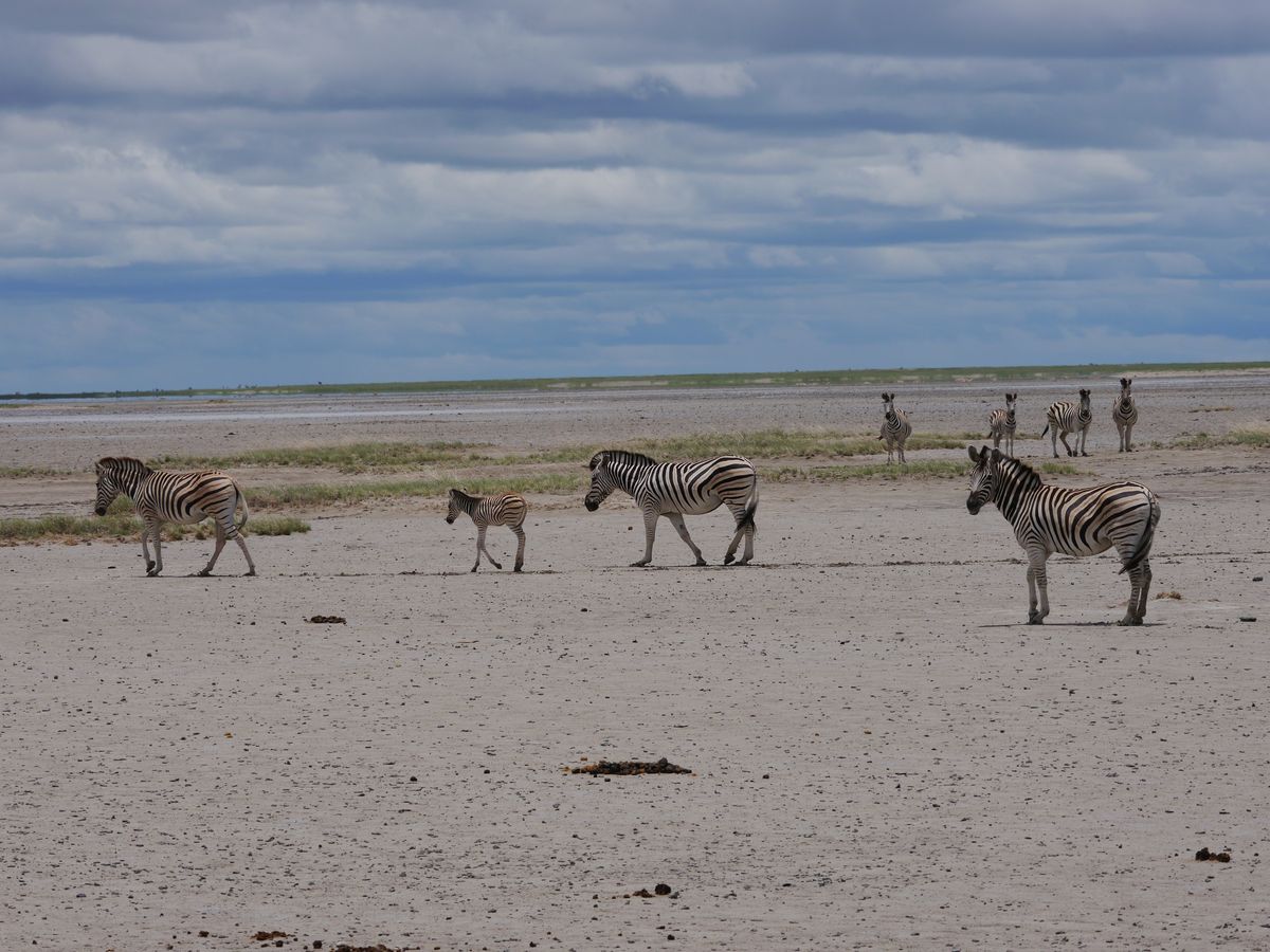 Makgadikadi Pan zebra
