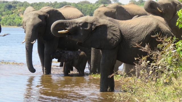 Elefantenherde mit Kalb am Fluss