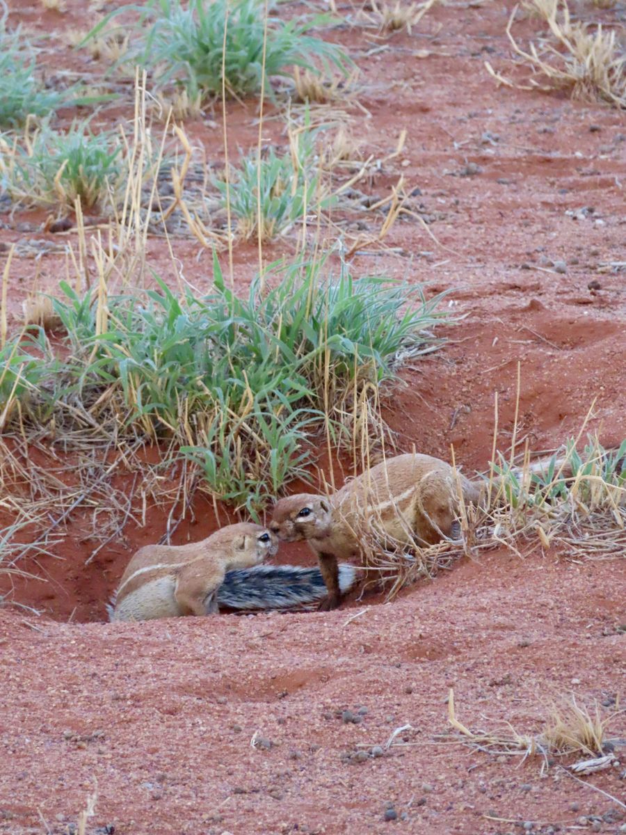 Kalahari Namibia ground squirrels