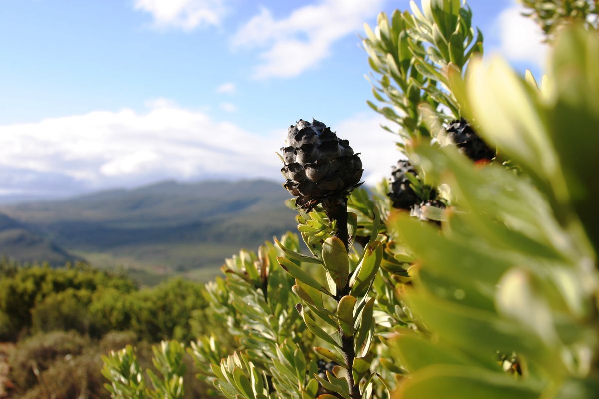 Cederberg Flora