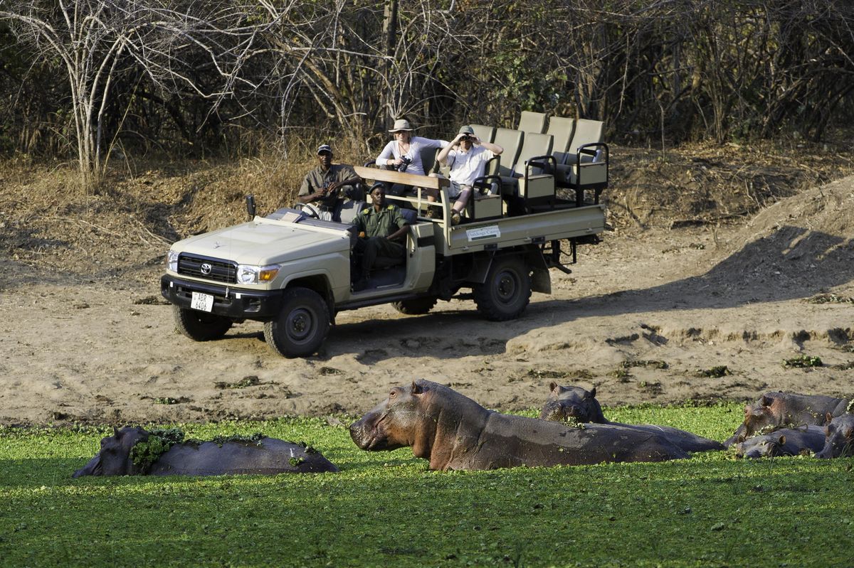 Flatdogs game drive hippos