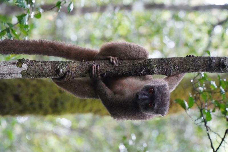 Montagne d'Ambre lemur