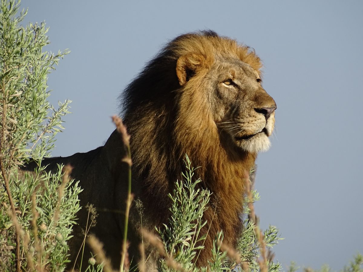 Botswana Deluxe - Ranger, Raubtiere und Romantik