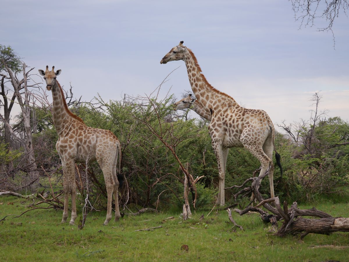 Chiefs giraffes