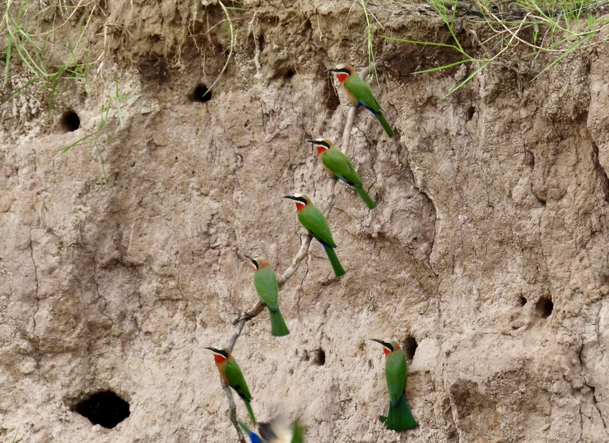 Mudumu bee-eaters