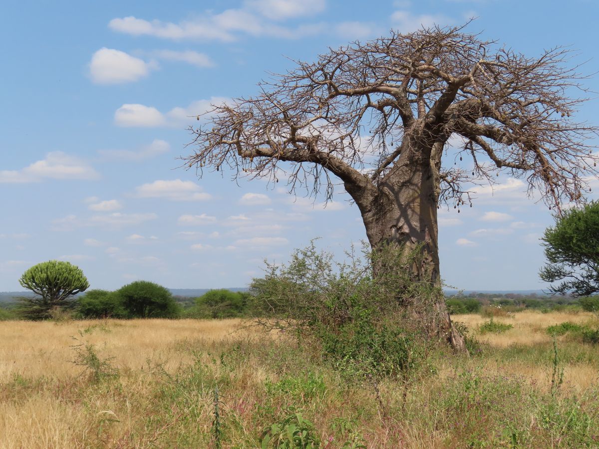 Tarangire baobab