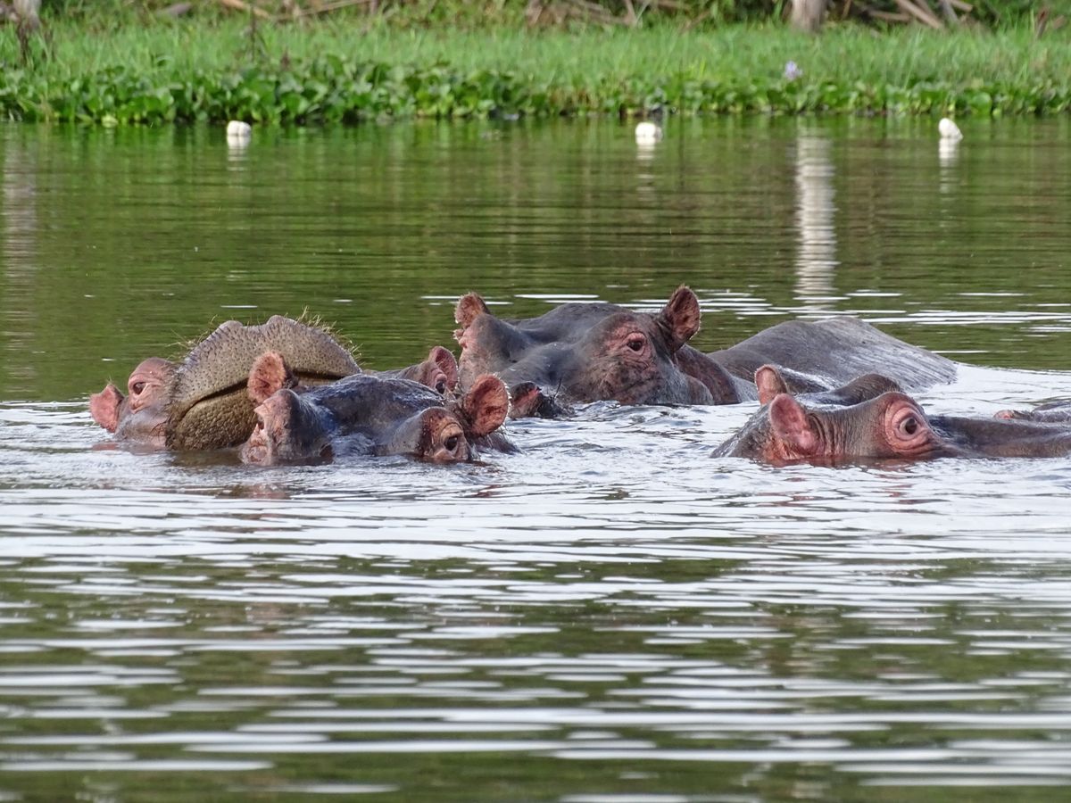 Lake Naivasha hippos