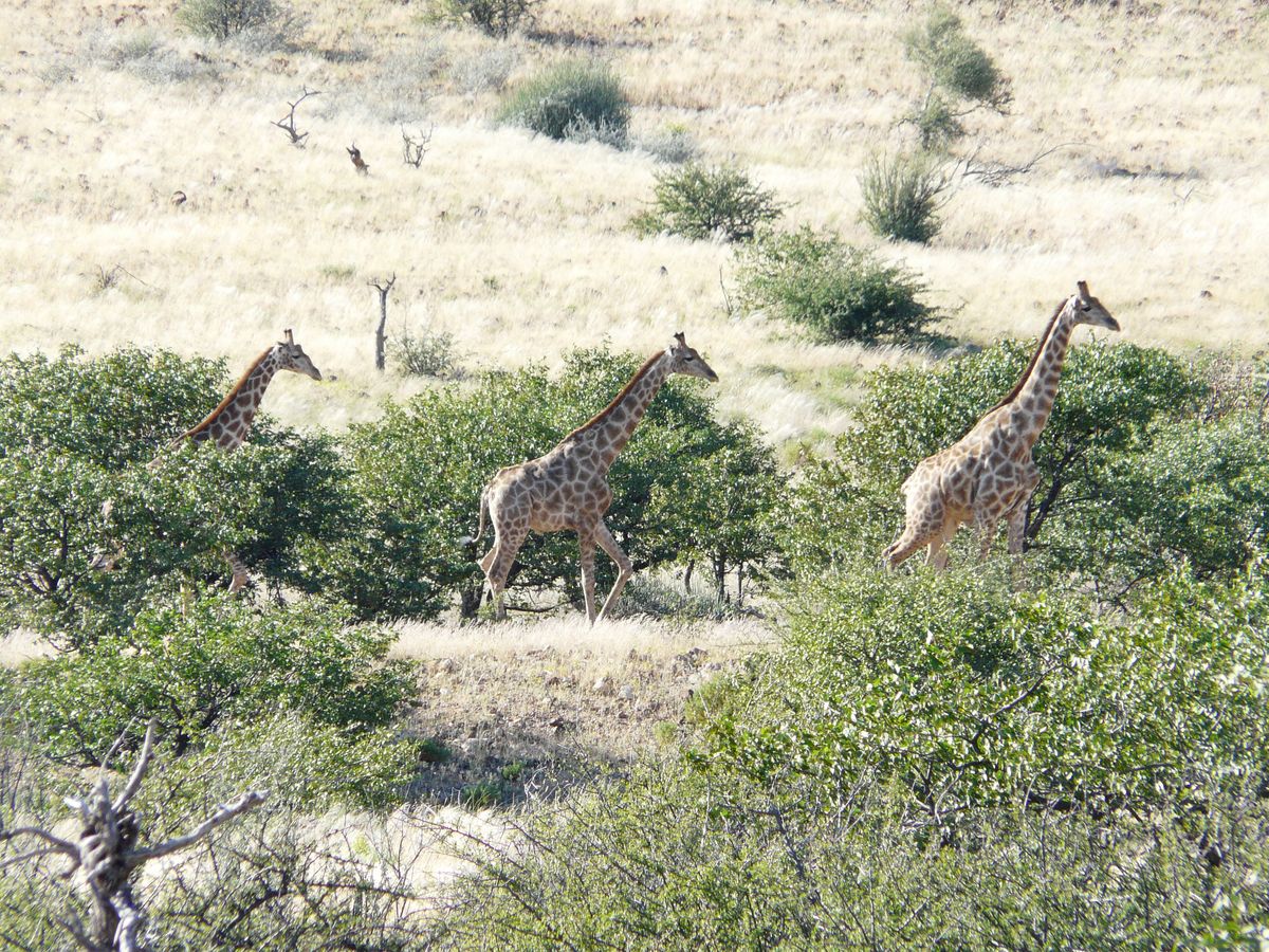 Damaraland giraffes