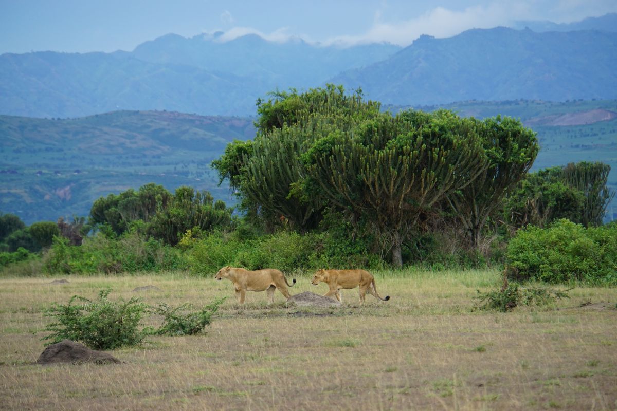 Queen E lions