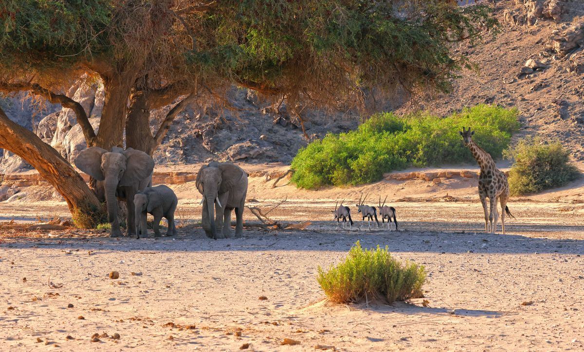 Hoanib Valley animals
