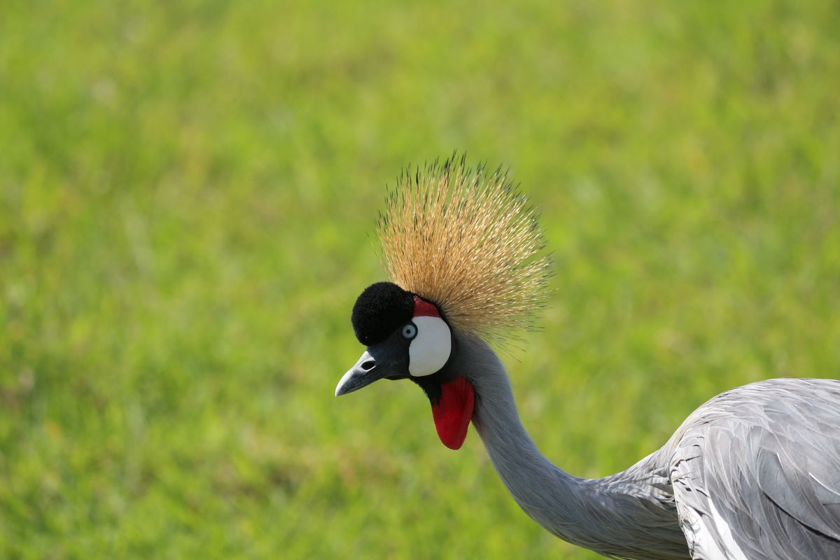 Amboseli crowned crane