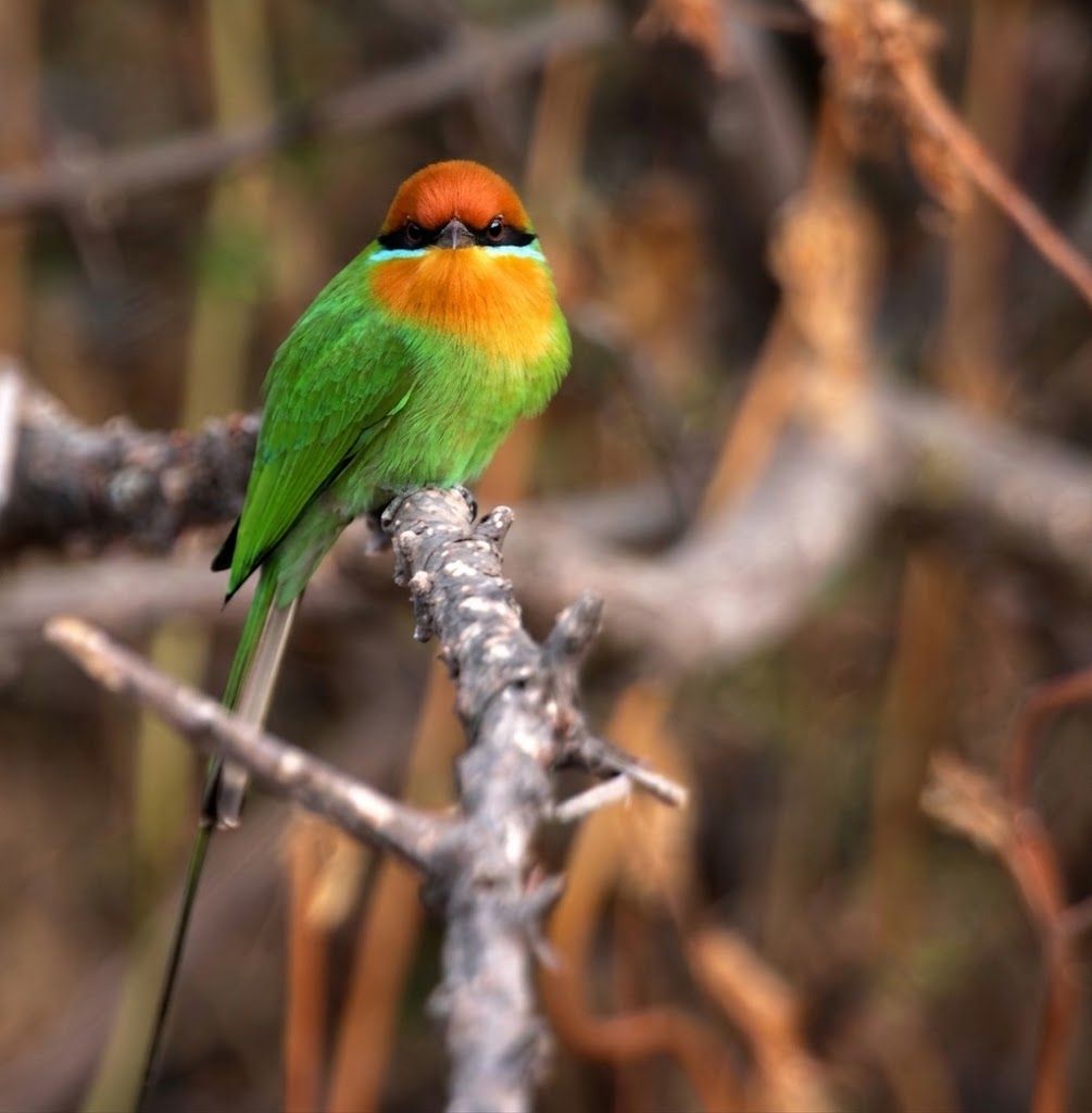Nkhotakota Bee-eater