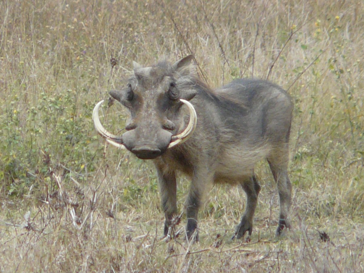 Welgevonden warthog tusker