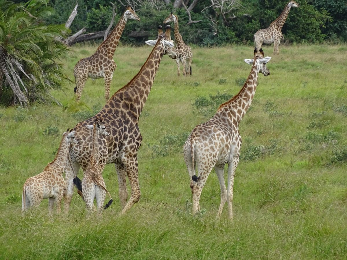 Isimangaliso giraffes