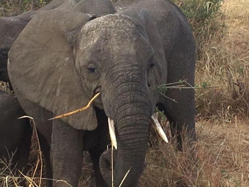 Elefant beim Fressen aus nächster Nähe