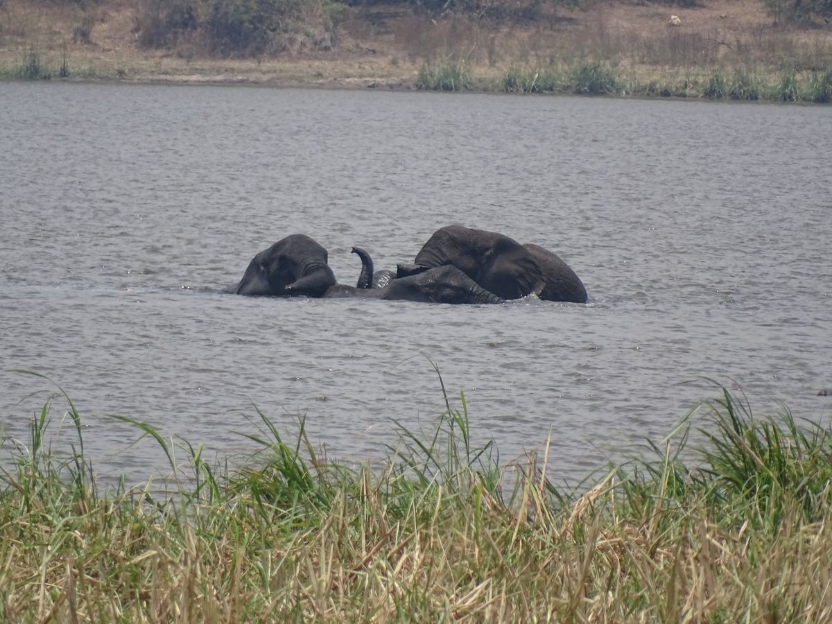 Akagera elephants