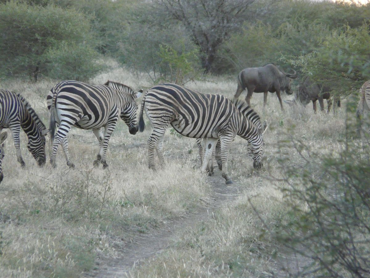Madikwe zebras & gnus