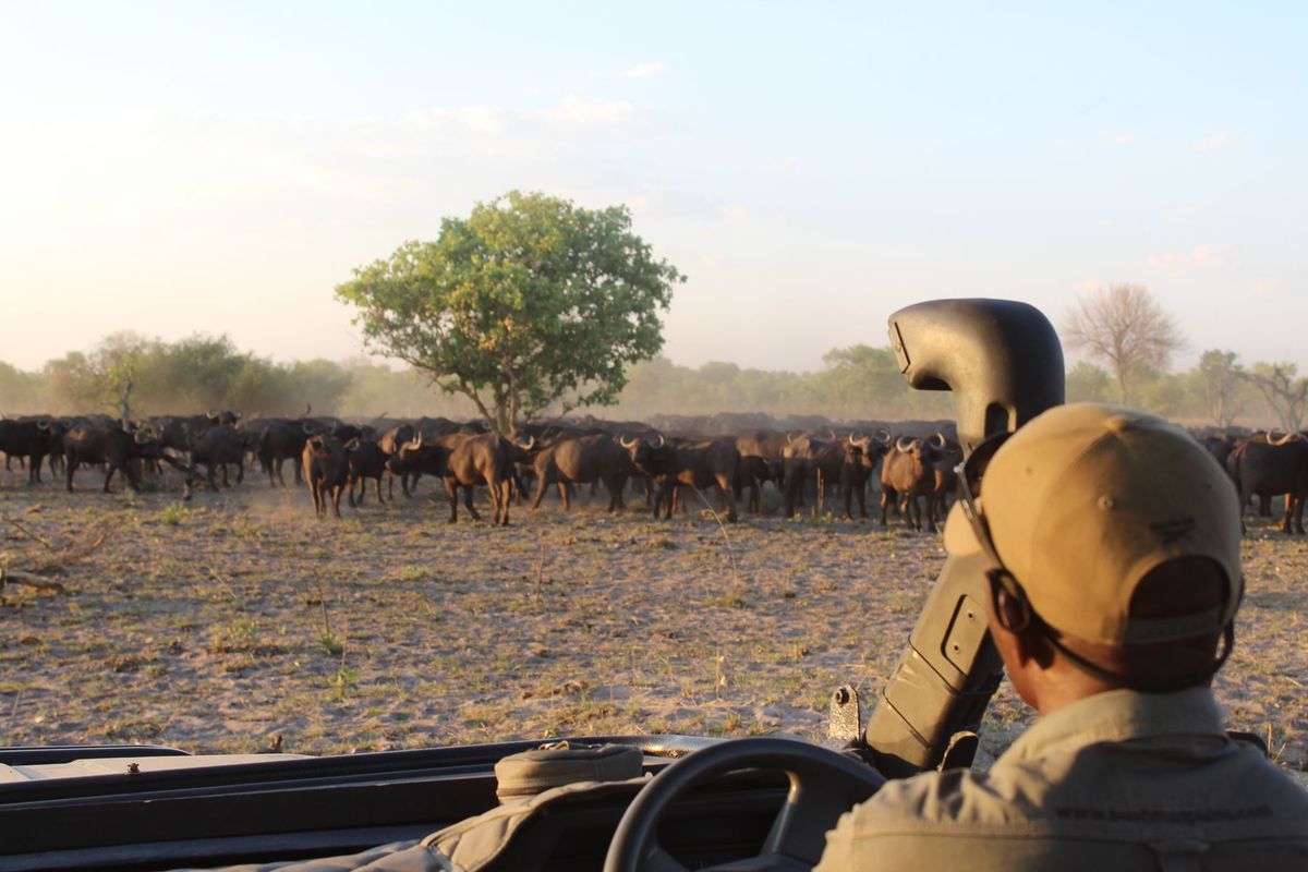 Bushmen Plains game drive