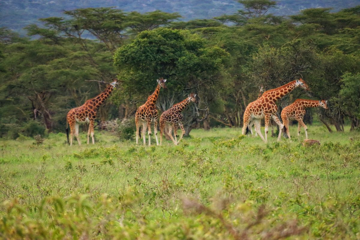 Lake Nakuru Rothschild Giraffen