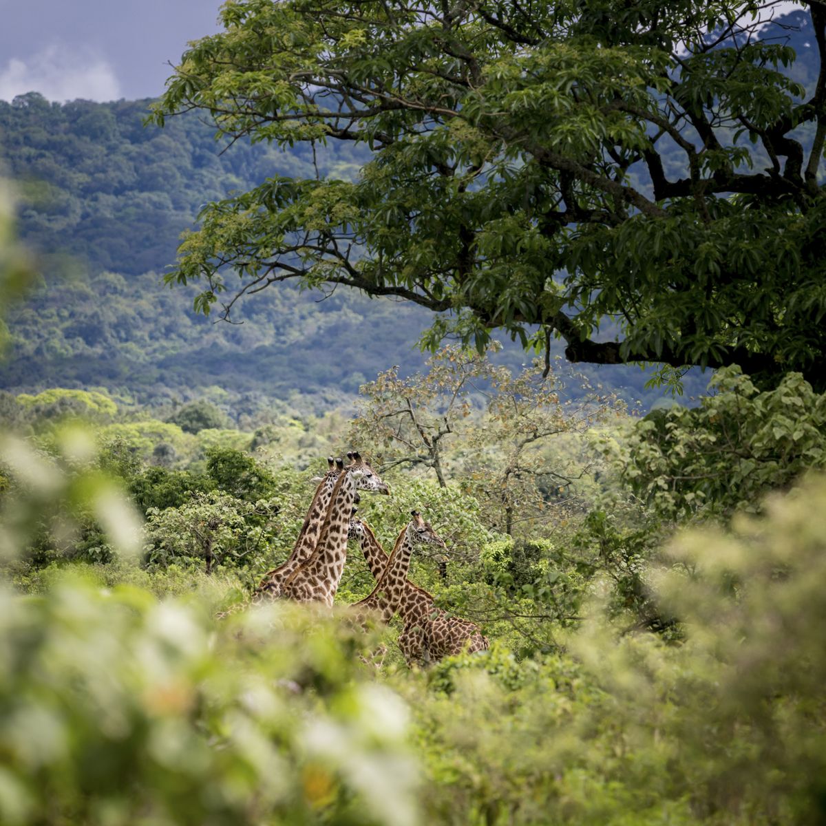 Arusha Park giraffes