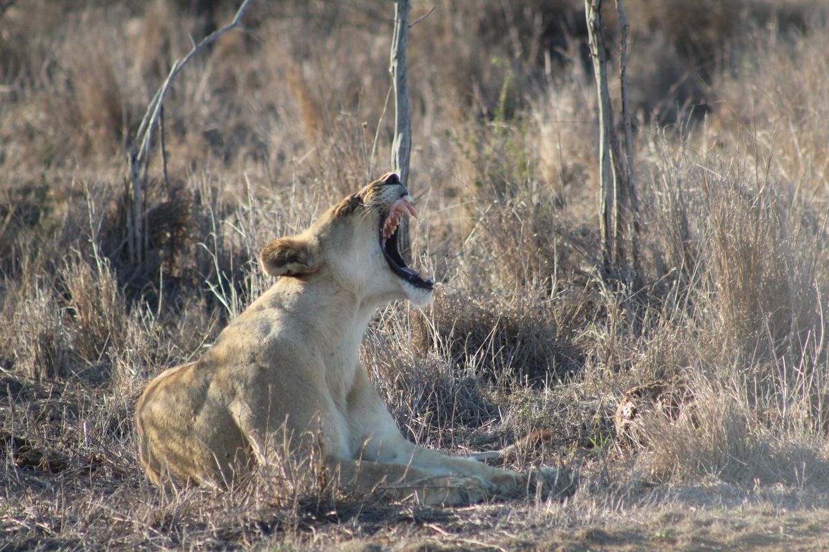 eSwatini Hlane lioness