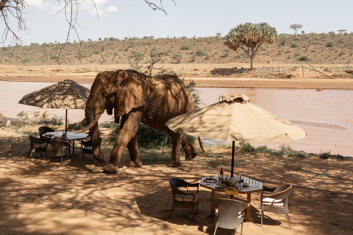 Elephant Bedroom camp visitor
