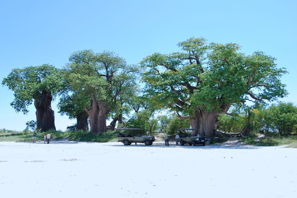 Nxai Pan Baines' Baobab