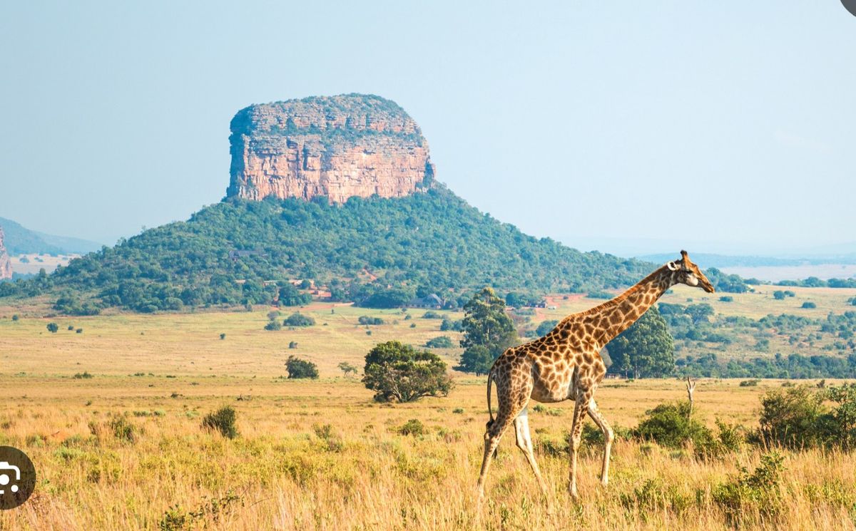 Giraffe in der Savanna Afrikas